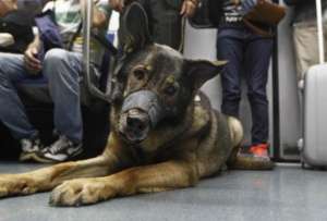 Los animales podrán ser trasladados a través del transporte interprovincial. 