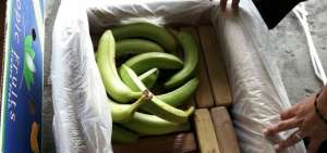 1 tonelada de droga camuflada en cajas de banano fue incautada en Machala