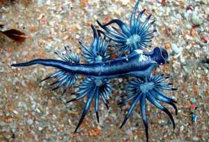 El &quot;dragón azul&quot; produce una picadura letal y causa reacciones alérgicas en seres humanos. 