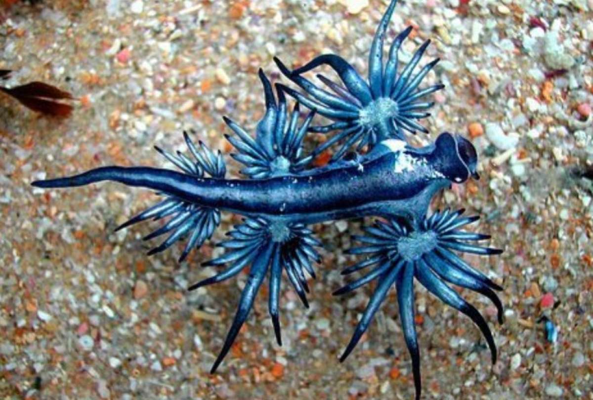 El "dragón azul" produce una picadura letal y causa reacciones alérgicas en seres humanos. 