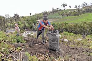 Los productores de papa pudieron sacarlas de la tierra ya que en este nuevo proceso eruptivo no se da&ntilde;aron sus sembr&iacute;os con la ceniza que expuls&oacute; el volc&aacute;n Tungurahua el fin de semana.