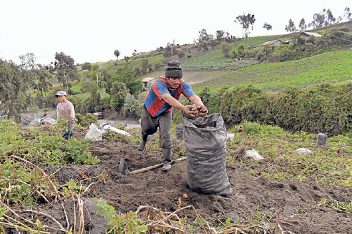 Los productores de papa pudieron sacarlas de la tierra ya que en este nuevo proceso eruptivo no se da&ntilde;aron sus sembr&iacute;os con la ceniza que expuls&oacute; el volc&aacute;n Tungurahua el fin de semana.