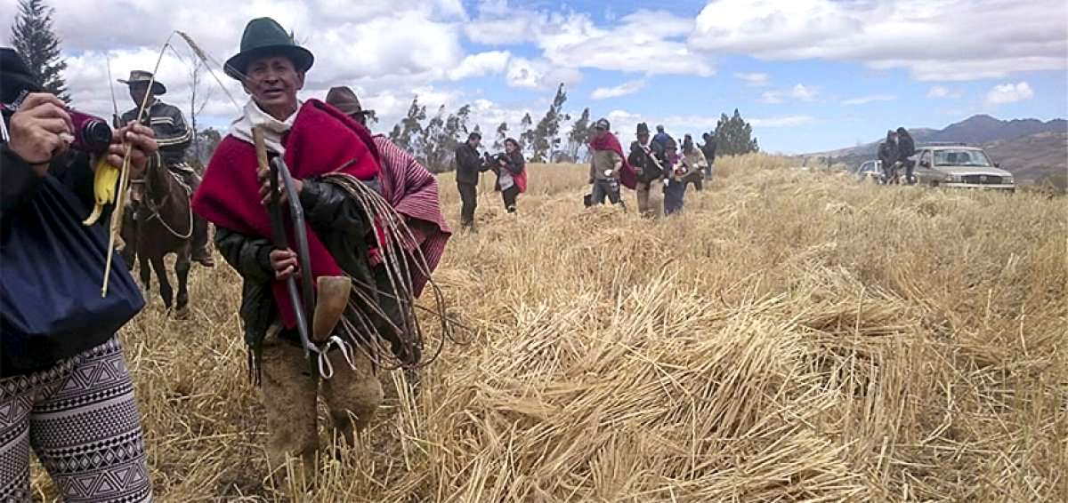 Cebada maltera gana terreno en 4 cantones tungurahuenses