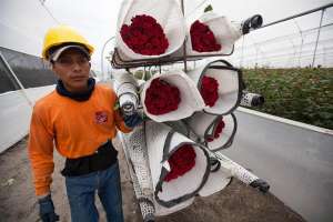 Foto de un trabajador en la finca Ecuanros, en el sector de Pastocalle (Ecuador). Las rosas son uno de los presentes m&aacute;s obsequiados en esta fecha. Foto: EFE