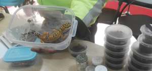 Los ejemplares fueron llevados al vivarium de Quito,