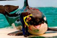 Lolita, la orca que será liberada tras 50 años de cautiverio