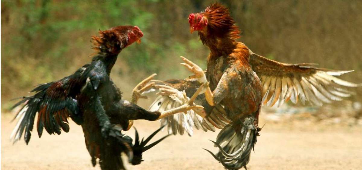 Antiguamente, las peleas de gallos se las realizaba en las plazas de los pueblos, donde los aficionados formaban una bomba, alentando al gallo.