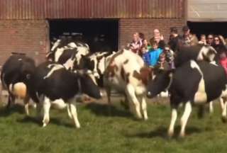 Al tocar la hierba, las vacas corren, juegan y saltan de la emoción.