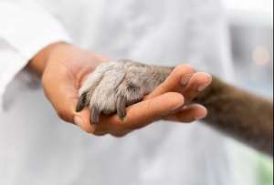 Personal veterinario de la UBA atiende a mascotas durante una jornada de esterilizaci&oacute;n gratuita en Quito.