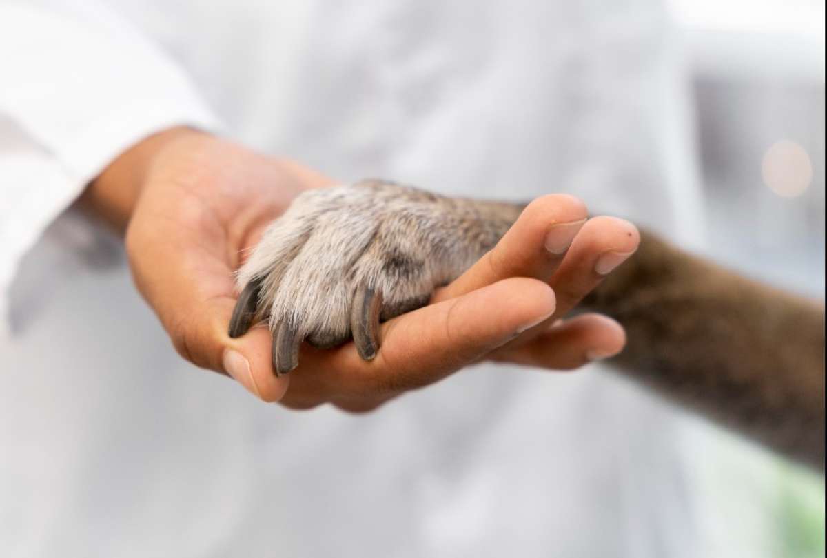Personal veterinario de la UBA atiende a mascotas durante una jornada de esterilizaci&oacute;n gratuita en Quito.