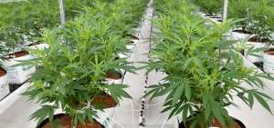 Con la emisi&oacute;n del reglamento se procura dar un enfoque de adecuado desarrollo y control de la producci&oacute;n del cannabis no psicoactivo.