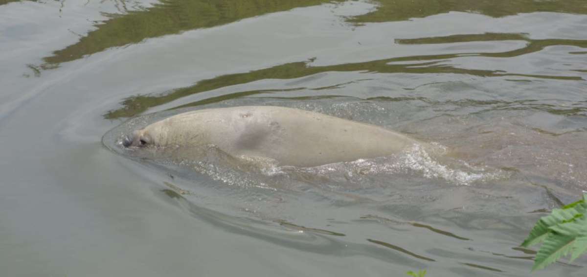 El elefante marino visto en Yaguachi retorn&oacute; a cauce natural