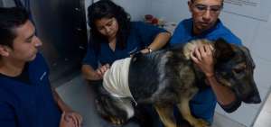 El veterinario del CRAC inform&oacute; que los 20 agentes caninos sufren una etapa de estr&eacute;s que dejaron las marchas, donde resultaron heridos.