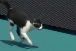 Este gato decidió serla estrella de un partido de tenis y lo consiguió.