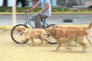 Los perros tambi&eacute;n necesitan ejercicio (Portafolio gr&aacute;fico)
