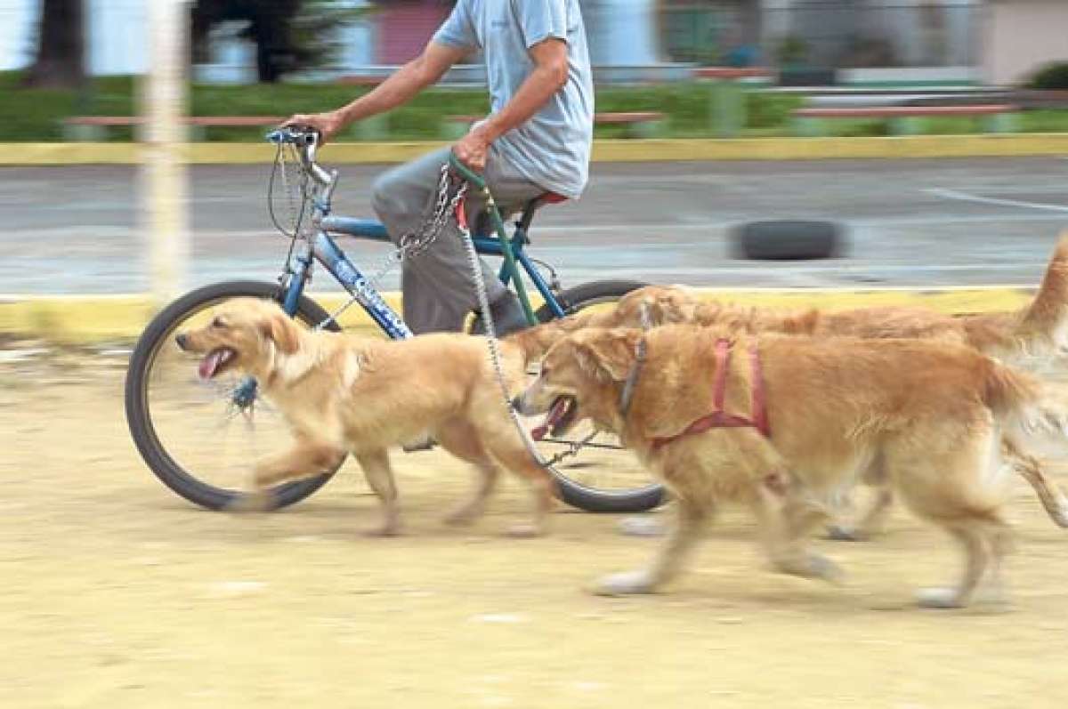 Los perros tambi&eacute;n necesitan ejercicio (Portafolio gr&aacute;fico)