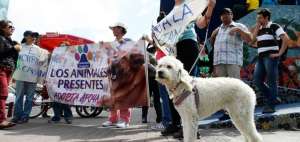 Los manifestantes se concentraron en la Tribuna de los Shyris para exigir que dejen tranquilos a los animales.