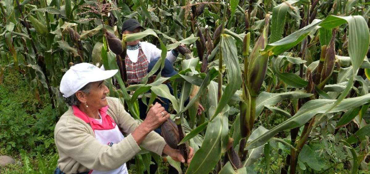 En Cotal&oacute;, Pillate y Chacauco, los agricultores madrugan a sacudir las mazorcas de ma&iacute;z para evitar que la planta caiga debido al peso del material acumulado.