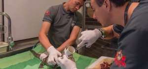 Los m&eacute;dicos alimentan a un reptil que fue rescatado del tr&aacute;fico de especies.