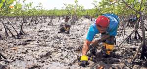 Pescadores se disputan el manglar