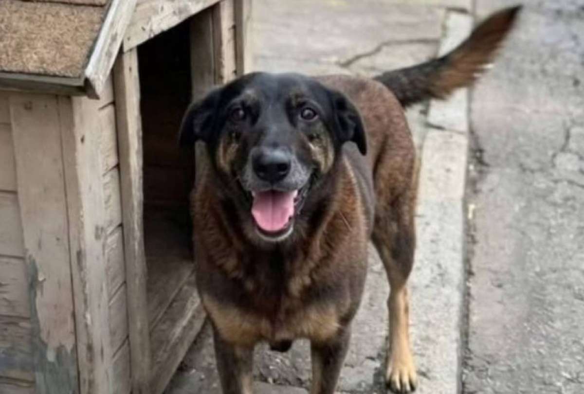 Orelha era un perrito comunitario