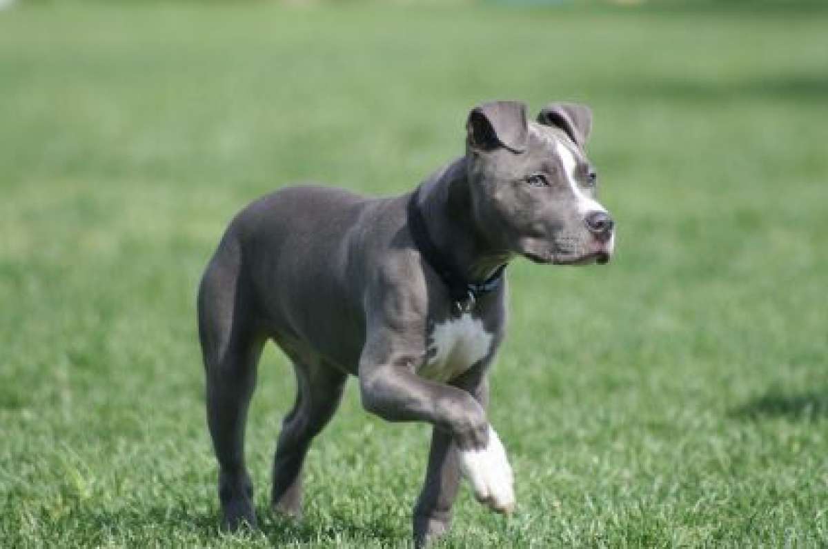 En Quito se realiz&oacute; una charla sobre perros pitbull