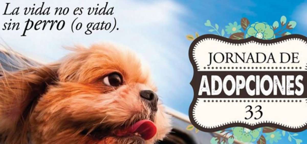 Jornadas de adopci&oacute;n y bingo animalista se desarrollar&aacute;n en Guayaquil