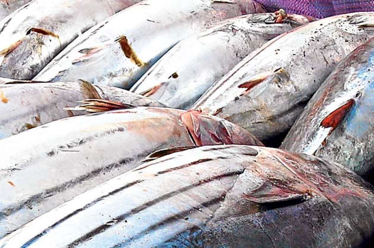 Los comerciantes estrenan locales en el puerto pesquero de Esmeraldas