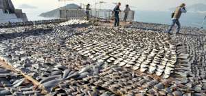 Para revertir la disminuci&oacute;n de especies marinas debe asegurarse que la recuperaci&oacute;n del oc&eacute;ano est&eacute; en los objetivos del milenio de la ONU. Foto: AFP