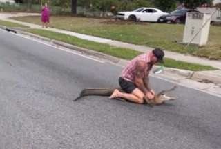 Este hombre decidió quitarse los zapatos e ir tras el cocodrilo hasta poder atraparlo.