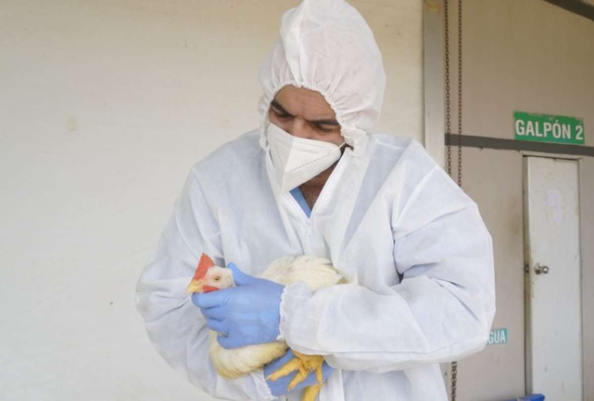 El MAG descartó contagios en las granjas avícolas de Tungurahua.
