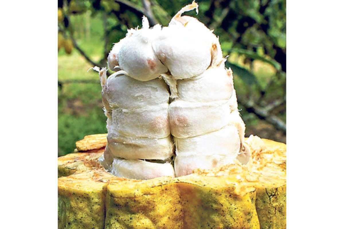 Cuidado de naturaleza, tema de feria