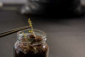  Ecuador conserva 29.453 muestras de semillas y plantas.