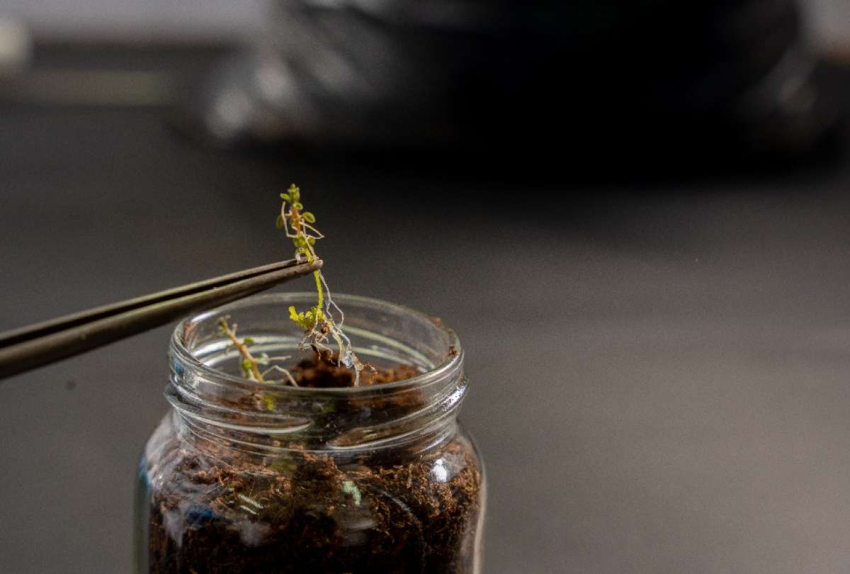  Ecuador conserva 29.453 muestras de semillas y plantas.