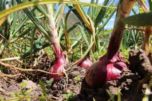 La permacultura contempla el desarrollo de cultivos org&aacute;nicos en los hogares. Esta propuesta contribuye al abastecimiento de productos org&aacute;nicos para una alimentaci&oacute;n saludable en el hogar. Foto: Cortes&iacute;a del Ministerio de Agricultura
