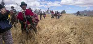Hoy es el primer d&iacute;a de cosecha de la cebada maltera en Chimborazo
