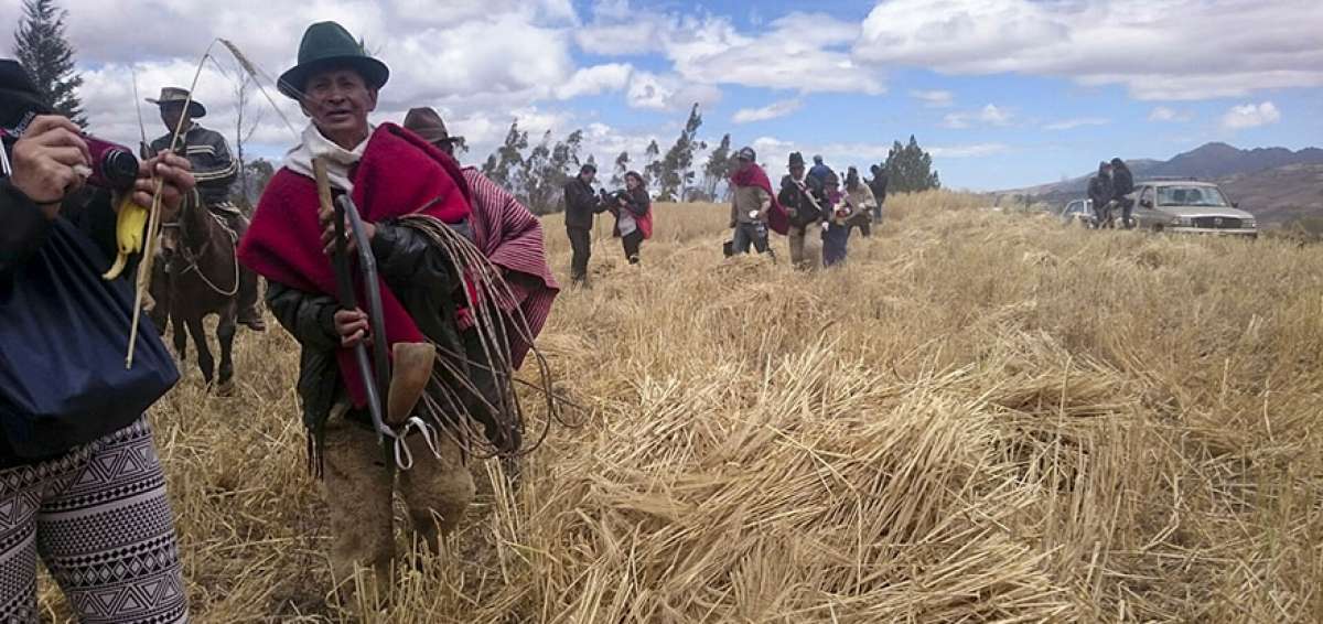 Hoy es el primer d&iacute;a de cosecha de la cebada maltera en Chimborazo
