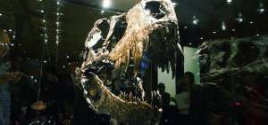 La cabeza del animal es tan pesada, que los encargados de la exhibici&oacute;n tuvieron que ponerla en una vitrina, ya que el esqueleto no la pod&iacute;a sostener.