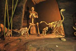 150 esqueletos en exhibici&oacute;n en Cuenca (Galer&iacute;a)