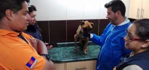 Personal del COE traslad&oacute; a los perros para que recibieran atenci&oacute;n veterinaria. Los propietarios ser&aacute;n sancionados.