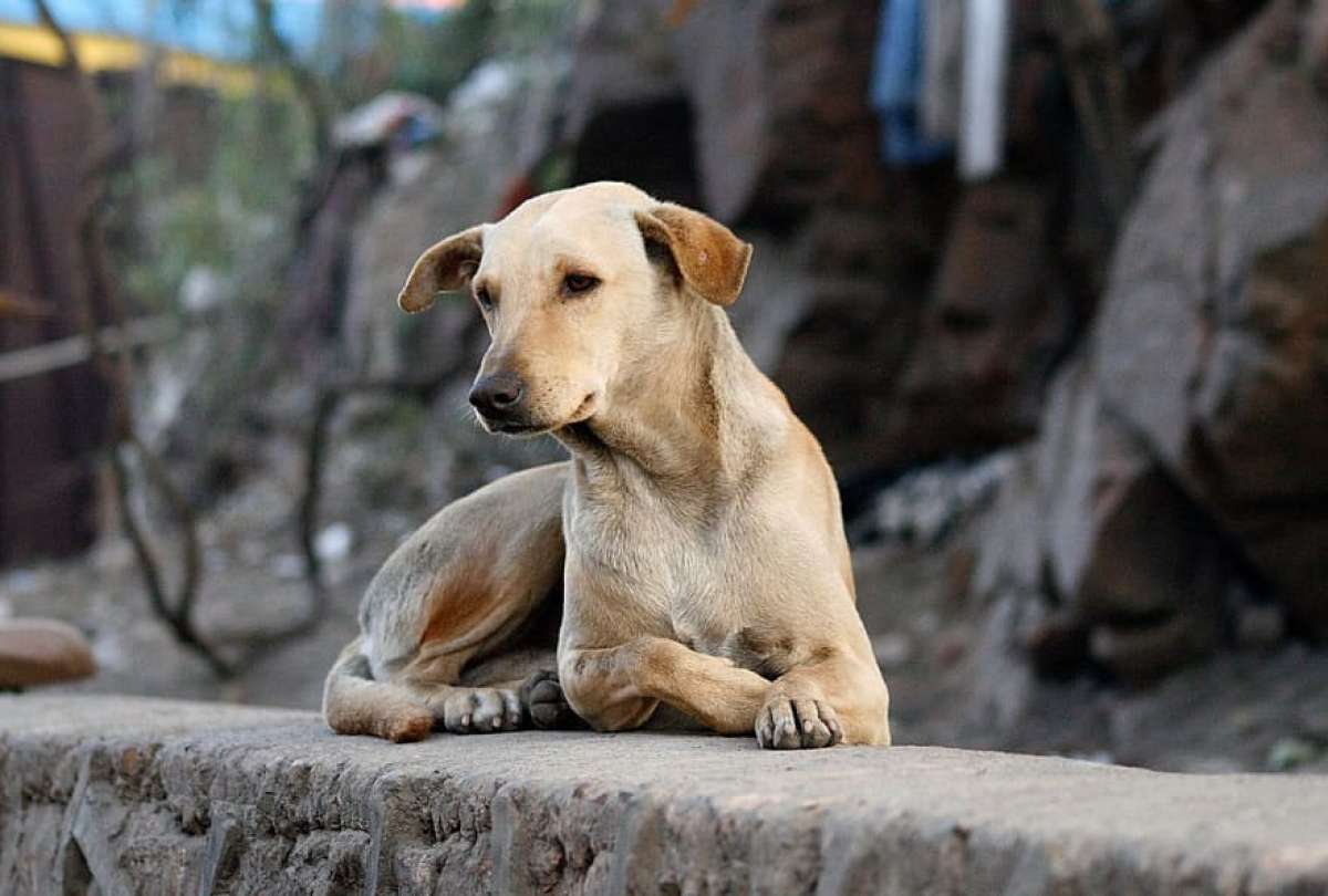 En Quito hay 150.000 perros en situación de calle.