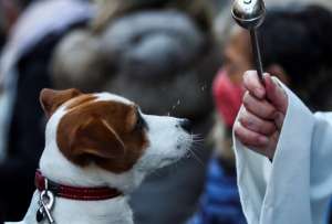 El 4 de octubre, San Francisco convoca a la bendición de animales y mascotas