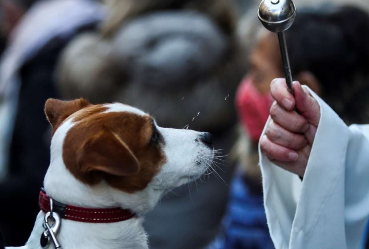 El 4 de octubre, San Francisco convoca a la bendición de animales y mascotas