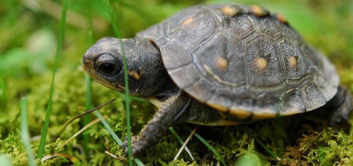 El Ministerio del Ambiente todav&iacute;a no se pronuncia acerca de la denuncia del robo de las tortuguitas.