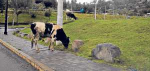 Los animales vacunos a&uacute;n son pastoreados en los alrededores del centro hist&oacute;rico de Cuenca. Los parques lineales y las orillas de los r&iacute;os son los m&aacute;s buscados. Foto: Rodrigo Matute Torres / El Telegrafo