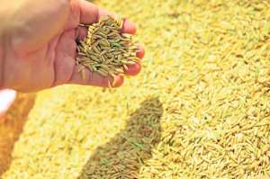 Uno de los objetivos del proyecto de cadena productiva del arroz es lograr competitividad y mejor calidad. Foto: Archivo / El Tel&eacute;grafo
