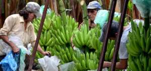 Ecuador afirma que cumple con est&aacute;ndares internacionales en producci&oacute;n banano