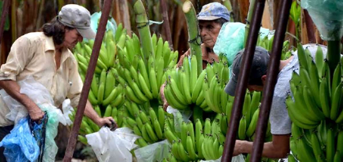 Ecuador afirma que cumple con est&aacute;ndares internacionales en producci&oacute;n banano