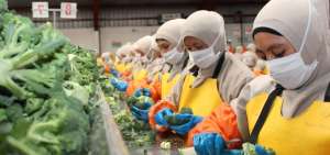 Producci&oacute;n de br&oacute;coli podr&iacute;a verse afectada en los pr&oacute;ximos tres meses