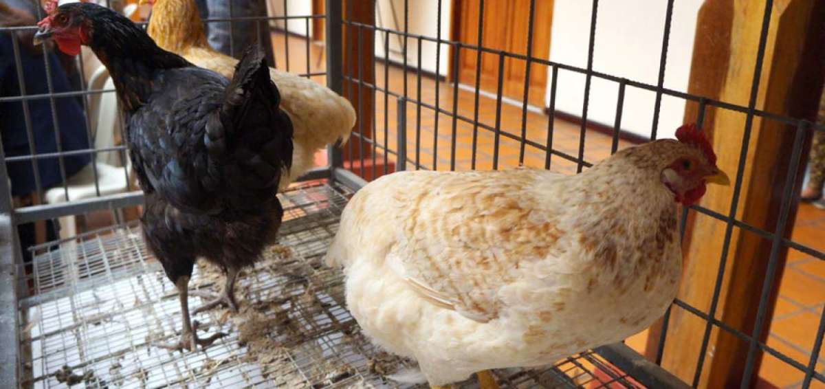 El proyecto denominado &lsquo;Mi huerto, mi casa&rsquo; ha dado los primeros resultados. Las personas mostraron animales de corral, criados en sus viviendas urbanas.